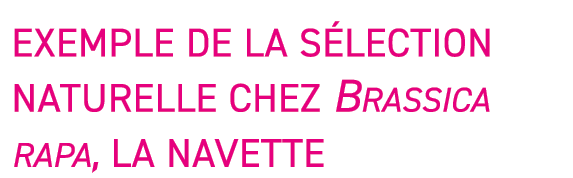 Exemple de la s lection naturelle chez Brassica rapa, la navette