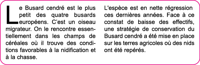 Le Busard cendr  est le plus petit des quatre busards europ ens  C est un oiseau migrateur  On le rencontre essentiel   