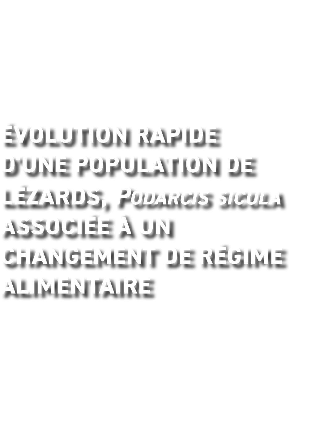  volution rapide d'une population de L zards, Podarcis sicula Associ e   un changement de r gime alimentaire