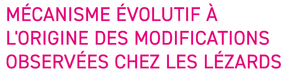 M canisme  volutif   L'origine des modifications observ es chez les l zards