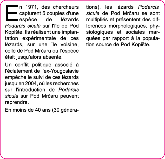 En 1971, des chercheurs capturent 5 couples d'une esp ce de l zards Podarcis sicula sur l' le de Pod Kopi te  Ils r a   