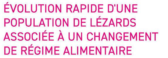  volution rapide d'une population de L zards associ e   un changement de r gime alimentaire