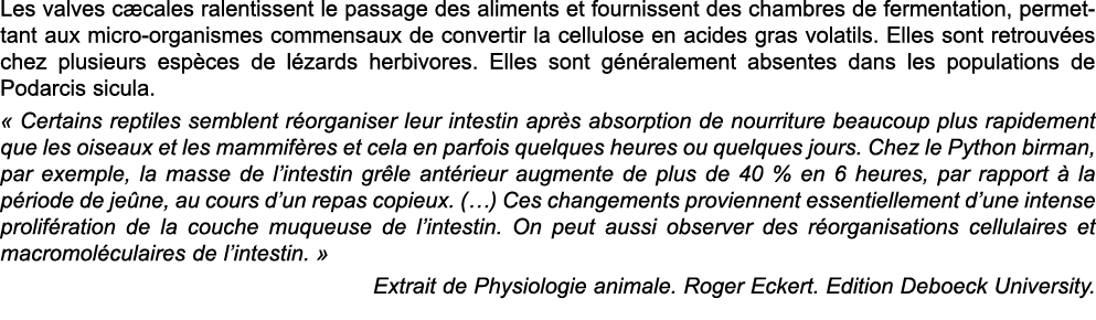 Les valves c cales ralentissent le passage des aliments et fournissent des chambres de fermentation, permettant aux m   