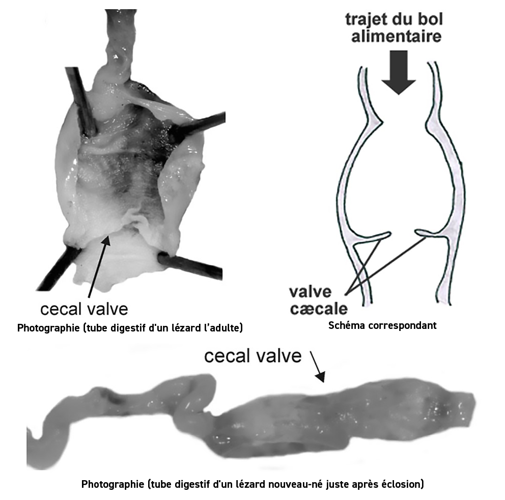  Photographie (tube digestif d'un l zard l adulte), Sch ma correspondant, Photographie (tube digestif d'un l zard nou   
