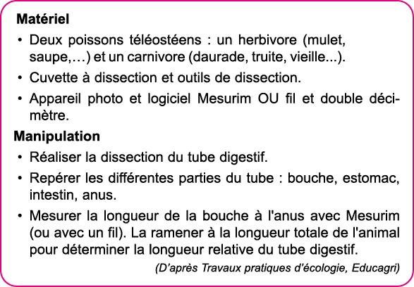 Mat riel Deux poissons t l ost ens : un herbivore (mulet, saupe, ) et un carnivore (daurade, truite, vieille   )  Cuv   
