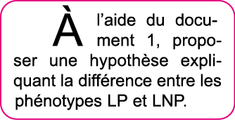   l aide du document 1, proposer une hypoth se expliquant la diff rence entre les ph notypes LP et LNP  