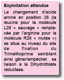 Exploitation attendue Le changement d acide amin  en position 28 (la leucine pour la mol cule L28   sauvage   remplac   