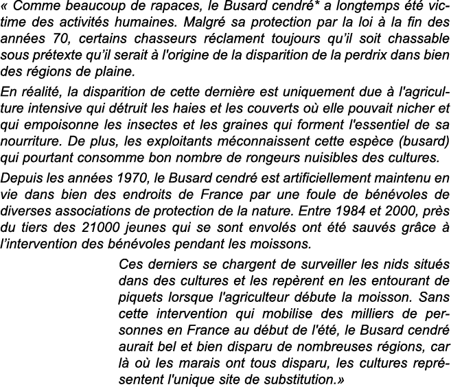   Comme beaucoup de rapaces, le Busard cendr * a longtemps  t  victime des activit s humaines  Malgr  sa protection p   