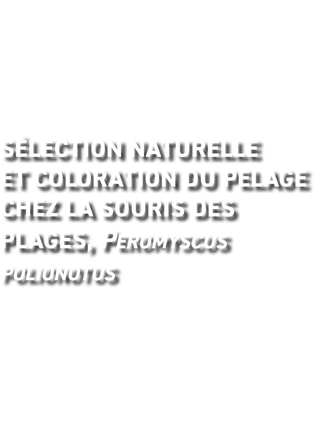S lection naturelle et coloration du pelage chez la souris des plages, Peromyscus polionotus