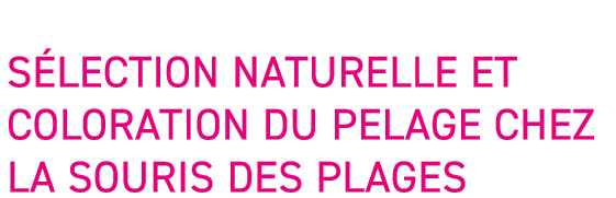 S lection naturelle et Coloration du pelage chez la souris des plages 