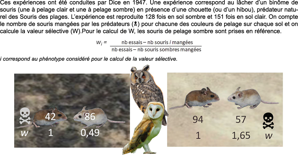 Ces exp riences ont  t  conduites par Dice en 1947  Une exp rience correspond au l cher d un bin me de souris (une      