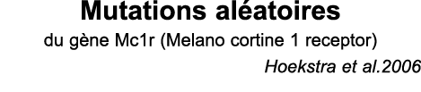 Mutations al atoires du g ne Mc1r (Melano cortine 1 receptor) Hoekstra et al 2006