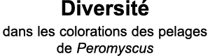 Diversit  dans les colorations des pelages de Peromyscus