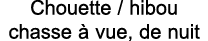 Chouette   hibou chasse   vue, de nuit