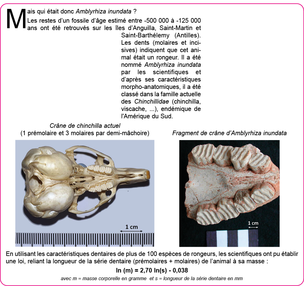 Mais qui  tait donc Amblyrhiza inundata   Les restes d un fossile d  ge estim  entre -500 000   -125 000 ans ont  t     