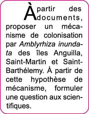   partir des documents, proposer un m canisme de colonisation par Amblyrhiza inundata des  les Anguilla, Saint-Martin   