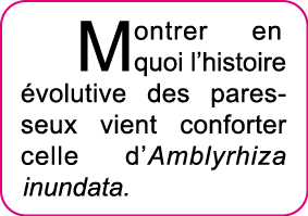 Montrer en quoi l histoire  volutive des paresseux vient conforter celle d Amblyrhiza inundata 