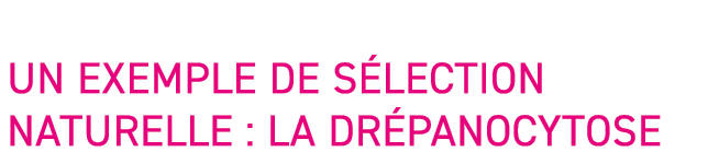 Un exemple de s lection naturelle : la dr panocytose 