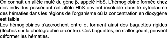On conna t un all le mut  du g ne  , appel  HbS  L h moglobine form e chez des individus poss dant cet all le HbS dev   