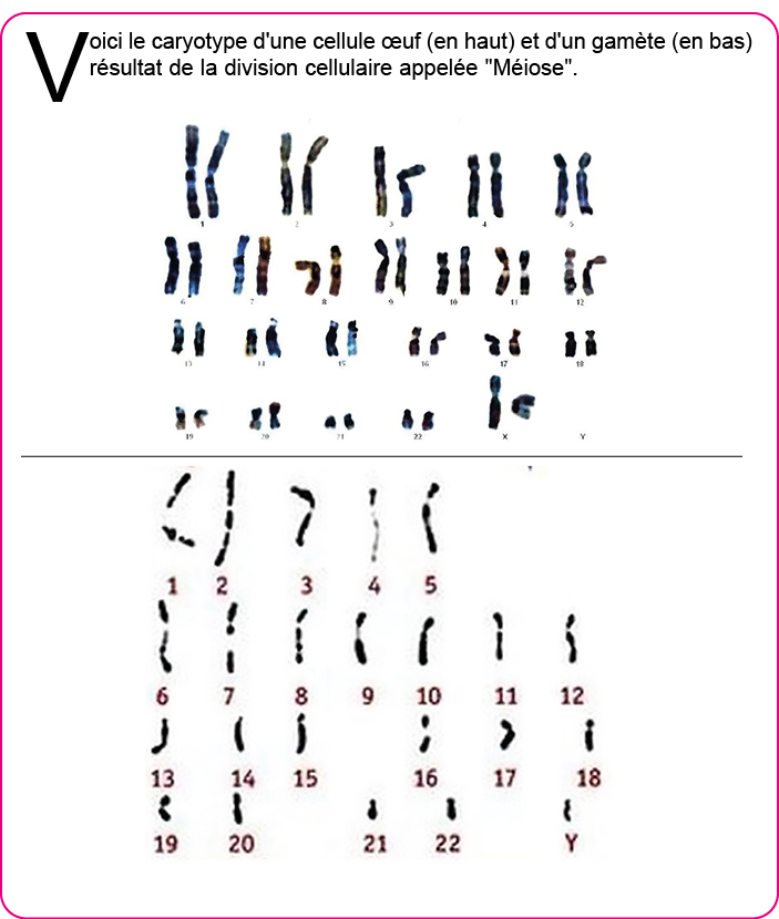 Voici le caryotype d'une cellule  uf (en haut) et d'un gam te (en bas) r sultat de la division cellulaire appel e   M   