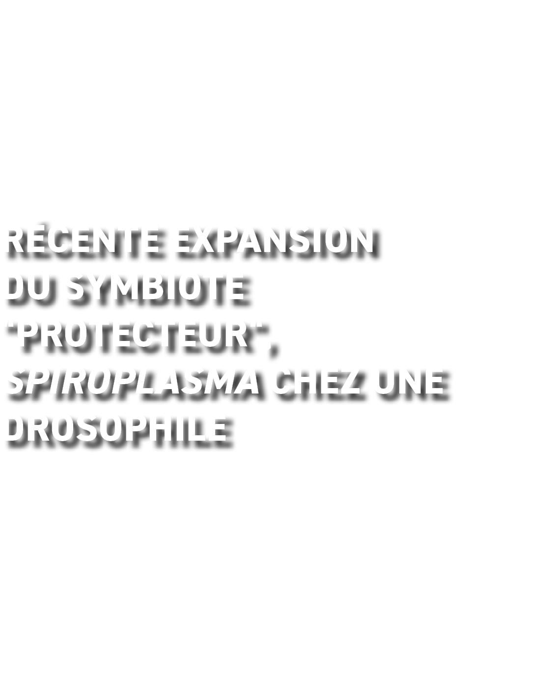 R cente expansion du Symbiote     protecteur  , Spiroplasma chez une drosophile