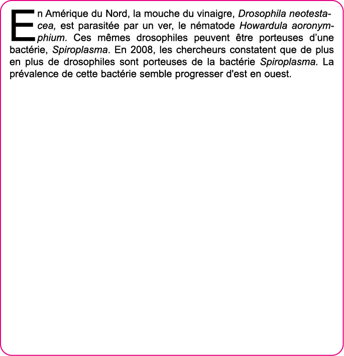 En Am rique du Nord, la mouche du vinaigre, Drosophila neotestacea, est parasit e par un ver, le n matode Howardula a   