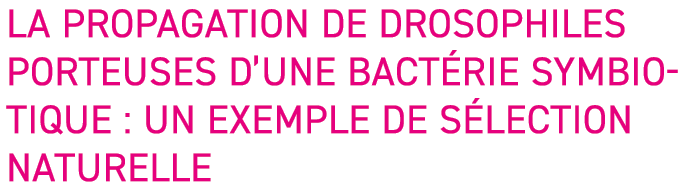 La propagation de drosophiles porteuses d une bact rie symbiotique : un exemple de s lection naturelle 