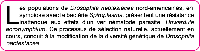 Les populations de Drosophila neotestacea nord-am ricaines, en symbiose avec la bact rie Spiroplasma, pr sentent une    