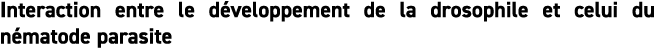 Interaction entre le d veloppement de la drosophile et celui du n matode parasite