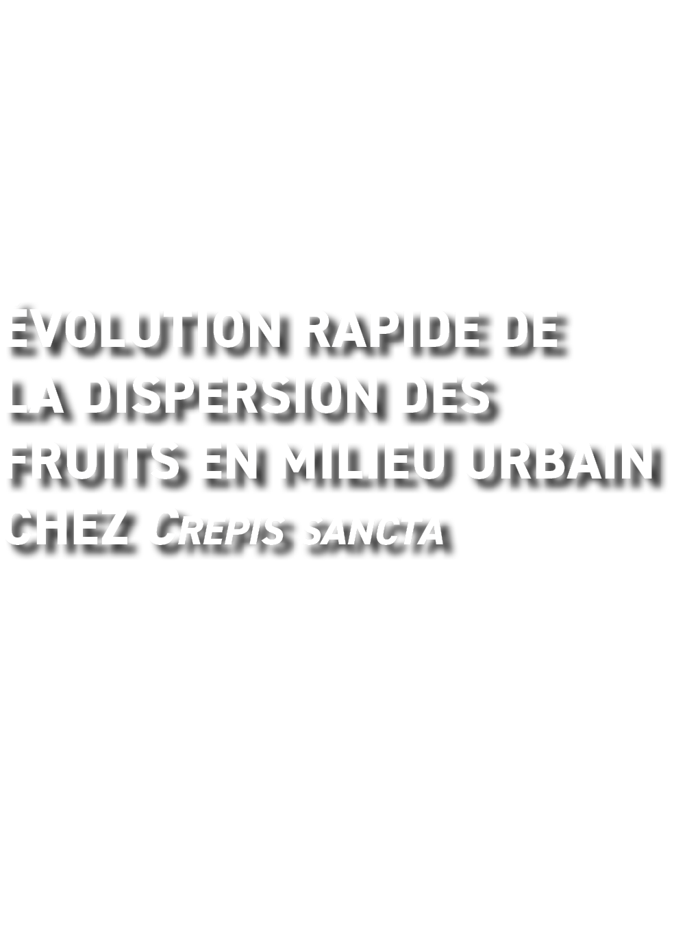   volution rapide de la dispersion des fruits en milieu urbain chez Crepis sancta  