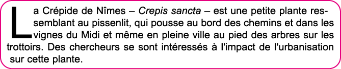 La Cr pide de N mes   Crepis sancta   est une petite plante ressemblant au pissenlit, qui pousse au bord des chemins    