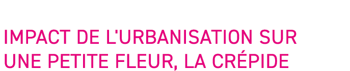 Impact de l'urbanisation sur une petite fleur, la cr pide