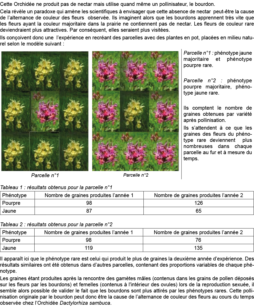 Cette Orchid e ne produit pas de nectar mais utilise quand m me un pollinisateur, le bourdon   Cela r v le un paradox   