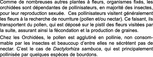 Comme de nombreuses autres plantes   fleurs, organismes fix s, les orchid es sont d pendantes de pollinisateurs, en m   