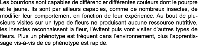 Les bourdons sont capables de diff rencier diff rentes couleurs dont le pourpre et le jaune  Ils sont par ailleurs ca   
