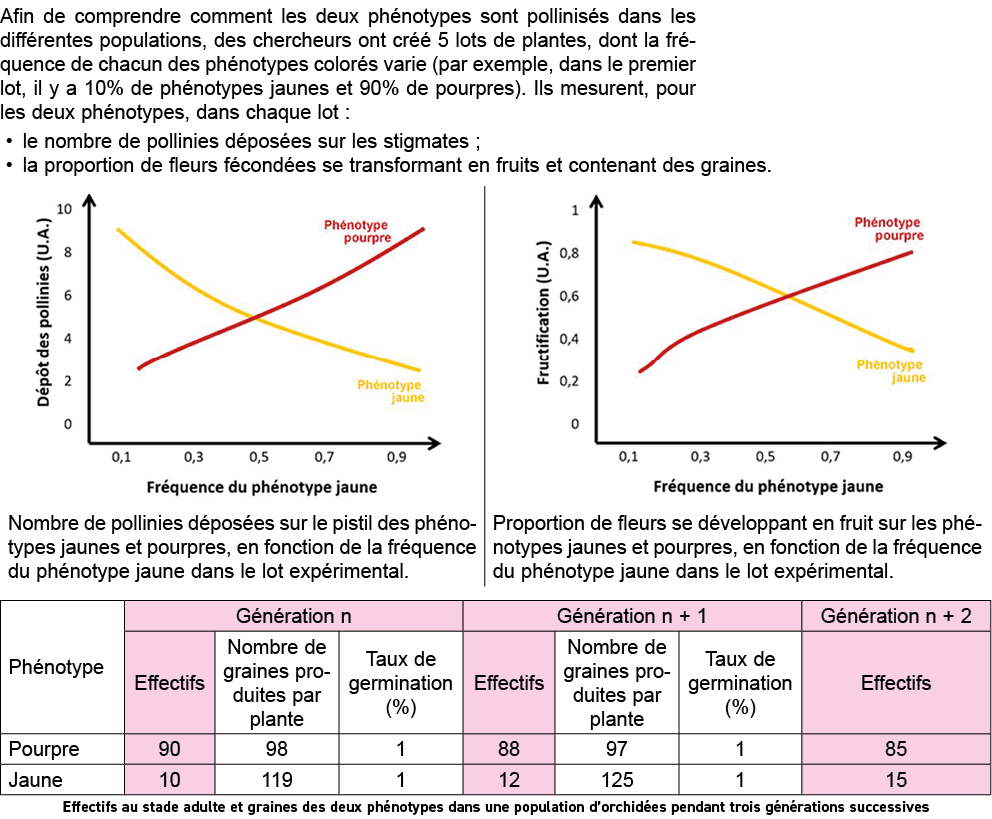 Afin de comprendre comment les deux ph notypes sont pollinis s dans les diff rentes populations, des chercheurs ont c   
