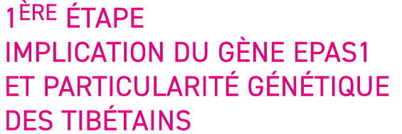 1 re  tape Implication du g ne EPAS1 et particularit  g n tique des Tib tains